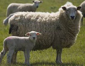 تعبیر خواب گوسفند – کشتن یا قربانی کردن گوسفند در خواب تعبیرش چیست ؟