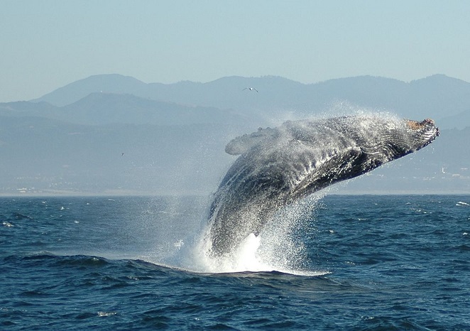 تعبیر خواب نهنگ و صید و شکار نهنگ – تعبیر خوردن گوشت نهنگ در خواب