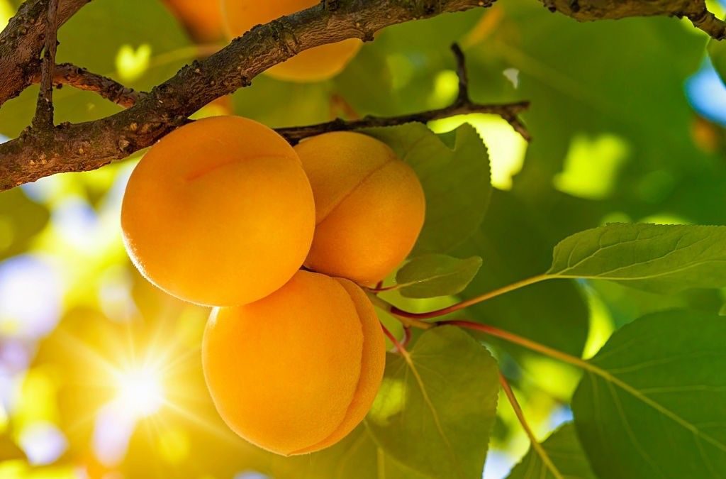تعبیر خواب درخت میوه دارد چیدن میوه و خوردن میوه